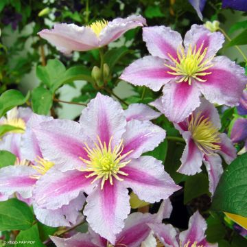 Clématite - Clematis Piilu