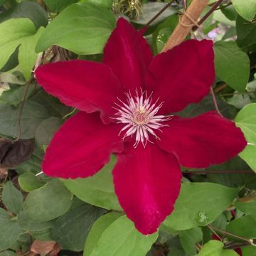 Waldrebe Rebecca - Clematis