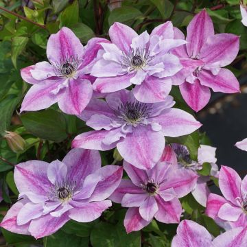 Waldrebe Super Cute - Clematis