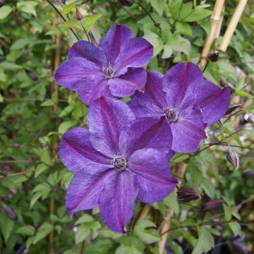 Clématite - Clematis Supernight