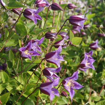 Clematis texensis Prince William - Texas-Waldrebe