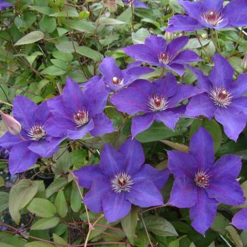 Waldrebe The President - Clematis