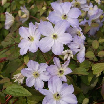 Waldrebe Sea Breeze - Clematis