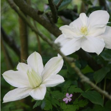 Waldrebe Mme Lecoultre - Clematis