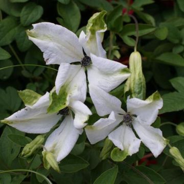 Clematis viticella Alba Luxurians - Waldrebe