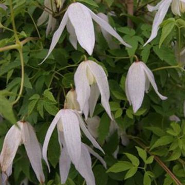 Clematis macropetala Broughton Bride - Waldrebe