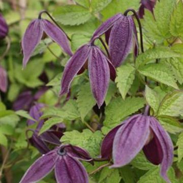 Waldrebe Brunette - Clematis