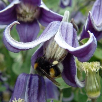 Waldrebe Fascination - Clematis