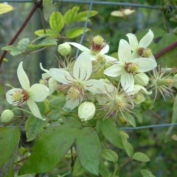 Clematis tangutica Grace - Gold-Waldrebe