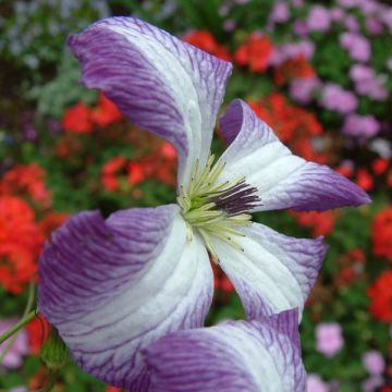 Clematis viticella I am Lady J - Waldrebe