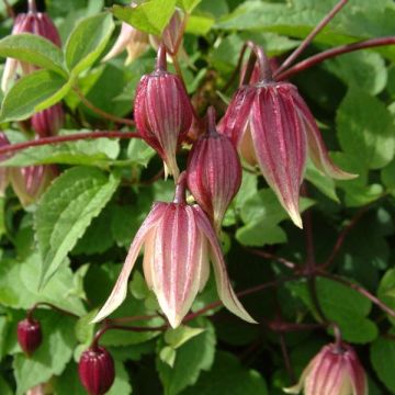 Clématite - Clematis I am Red Robin