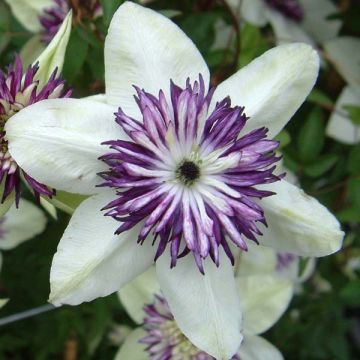 Clematis florida Sieboldii - Waldrebe