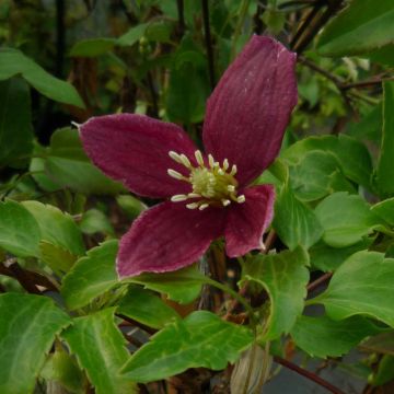 Clematis cirrhosa Lansdowne Gem - Waldrebe