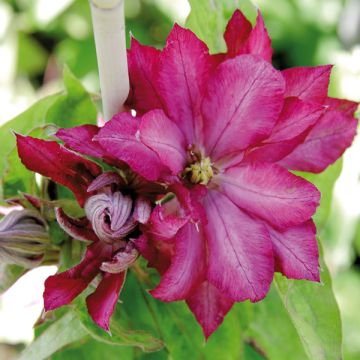 Waldrebe Kaen - Clematis