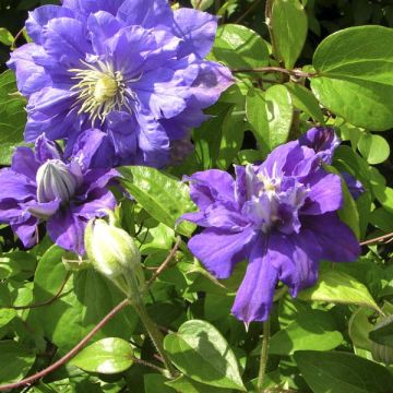 Waldrebe Kiri Te Kanawa - Clematis