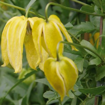 Clematis tangutica Lambton Park - Gold-Waldrebe