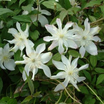 Clématite - Clematis montana Jacqui