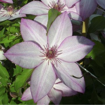 Clématite - Clematis Omoshiro