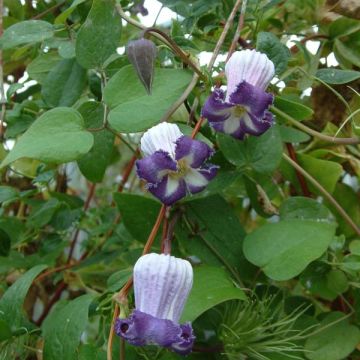 Clematis viorna Pitcheri - Waldrebe