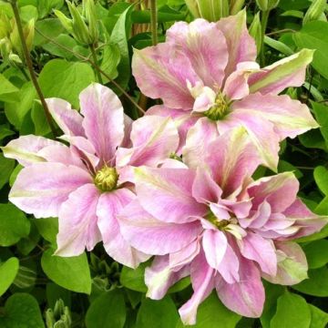 Clématite - Clematis Prinsesse Alexandra