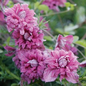 Clematis viticella Purpurea Plena Elegans - Waldrebe