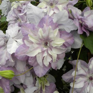 Clématite - Clematis Reflections