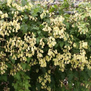 Clematis rehderiana - Waldrebe