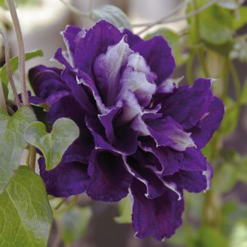 Waldrebe Shin-Shigyoku - Clematis