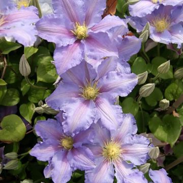 Waldrebe Spotlight - Clematis