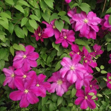 Waldrebe Sunset - Clematis