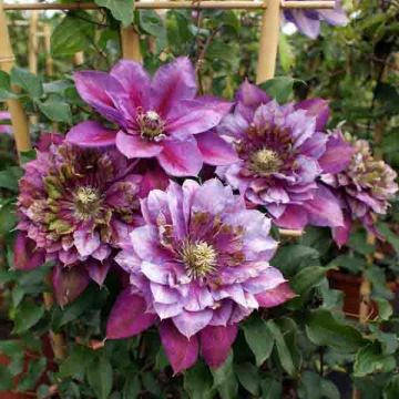 Waldrebe Temptation - Clematis