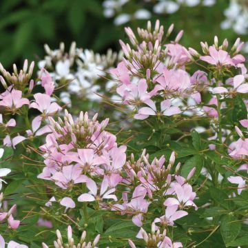 Spinnenpflanze Senorita Carolina - Cleome