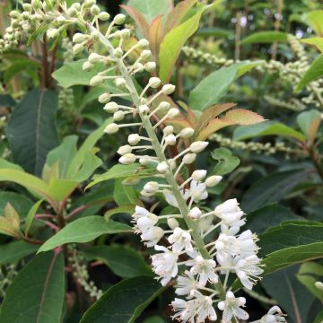 Clethra barbinervis Great Star Minbarb - Scheineller