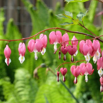 Dicentra spectabilis - Tränendes Herz