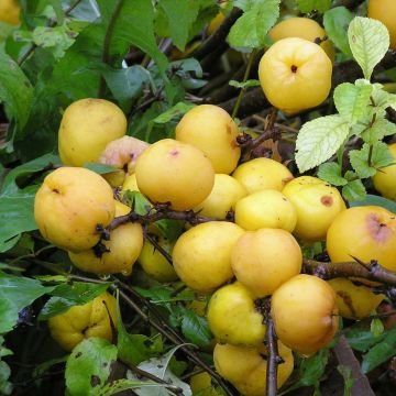 Japanische Zierquitte Cido - Chaenomeles japonica