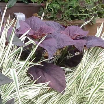 Coleus Black Prince - Buntnessel