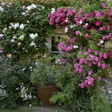 Sammlung von 2 rosa Lianenrosen