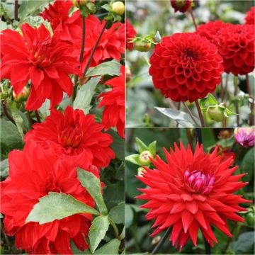 Sammlung von 3 Dahlien für Blumensträuße, in roten Tönen