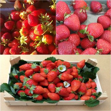 Kollektion von 9 aufsteigenden Bio-Erdbeeren