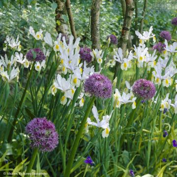 Sammlung Allium & Holländische Schwertlilie