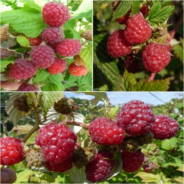 Sammlung von 3 Himbeeren für eine ausgedehnte Ernte