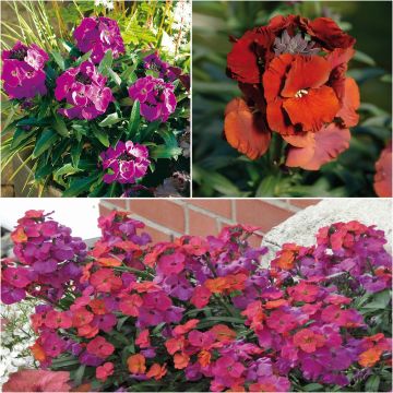 Kollektion von 3 Stauden-Gartenwicken - Erysimum Winter