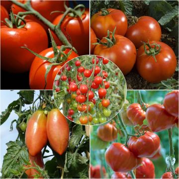 Sammlung von 5 unverzichtbaren Tomatensorten als Pflanzen