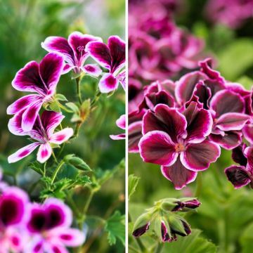 Sammlung von duftenden Mückenschutz-Storchschnabeln - Duftende Pelargonie