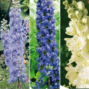 Sammlung von 6 Delphiniums Pacific