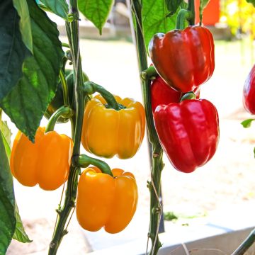 Zweierpackung mit 2 Paprika-Pflanzen in rot und gelb, veredelt