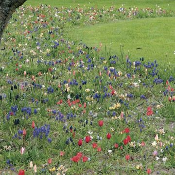 Kollektion "Gartenfreiheit" - 200 Zwiebeln