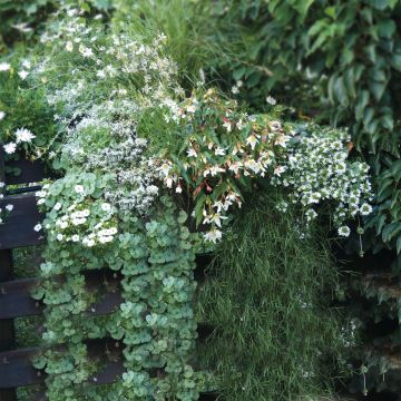 Sammlung Weiße Blumenkästen - 7 Sorten einjähriger Pflanzen