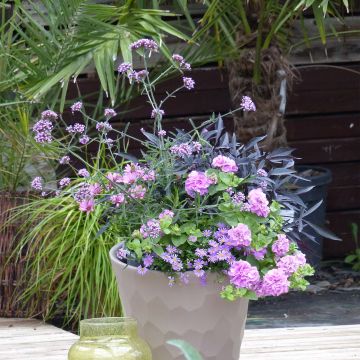 Sammlung Blumenkasten Lavendel - 5 Sorten einjähriger Pflanzen