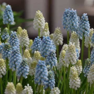 Sammlung Muscari Magic